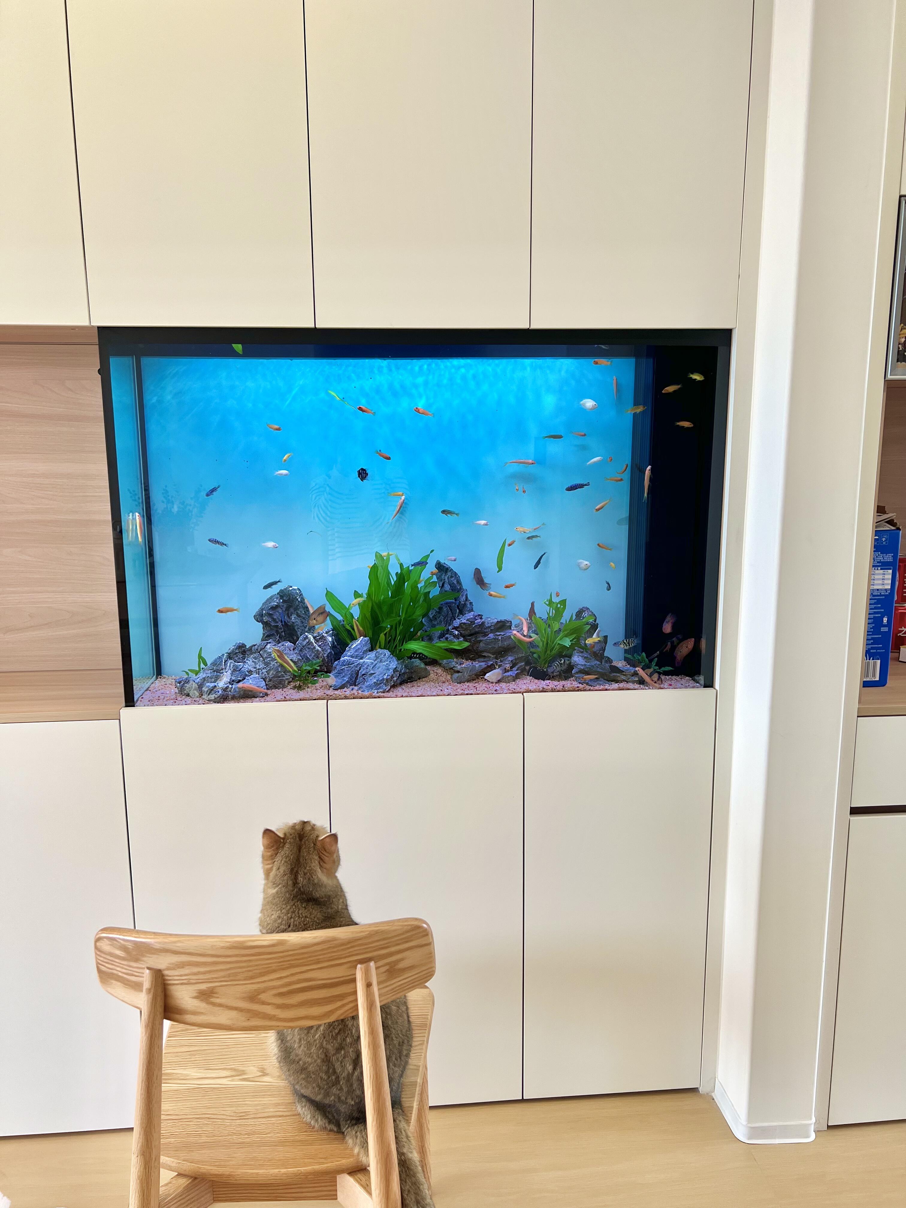 嵌入式魚缸：打破邊界，讓水族藝術(shù)融入空間肌理
